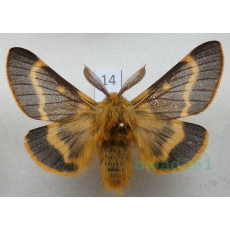 Lemonia dumi (Linnaeus, 1761) male Slovakia14